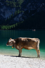 Alpine cow near Bries lake