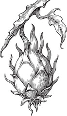 Dragon fruit botanical etching linocut black and white illustration with branch and exotic pitaya fruit