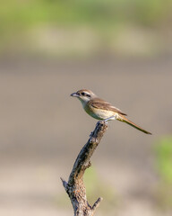 Fototapeta premium Beautiful Bird and Beautiful Life