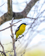 Beautiful Bird and Beautiful Life