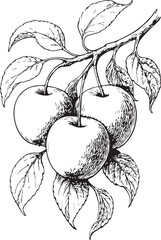 Apple branch botanical etching black and white linocut illustration with three fruits and leaves