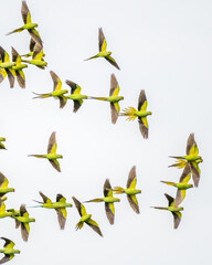 Fototapeta premium Beautiful Bird and Beautiful Life