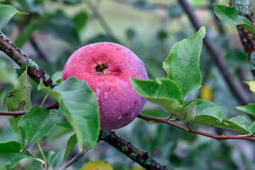 Ripe apples on a branch after rain in the garden. Fresh red apples in the tree.