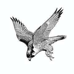 Fototapeta premium Hand-drawn Peregrine Falcon in a Diving Pose Ink Sketch