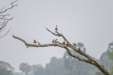 Beautiful Bird and Beautiful Life