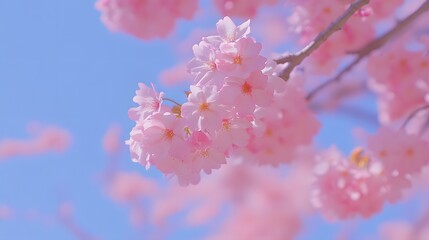 Delicate pink blossoms of cherry trees against a vibrant blue sky, showcasing a soft, romantic ambiance.