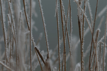 A detailed close up of a densely packed bunch of tall grass that is beautifully covered in a layer of frost, creating stunning winter scenery