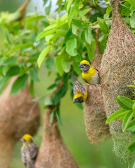 Beautiful Bird and Beautiful Life