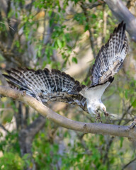 Beautiful Bird and Beautiful Life