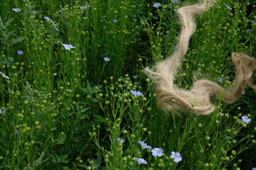 Flax Fiber, Green Flax Field. Flax from Field to Fabric. Copy Space.