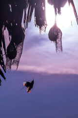 Beautiful Bird and Beautiful Life