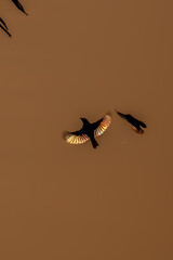 Beautiful Bird and Beautiful Life