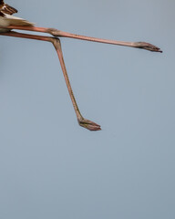 Beautiful Bird and Beautiful Life