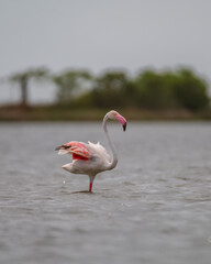 Beautiful Bird and Beautiful Life