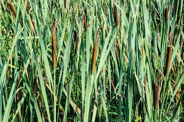 Obraz premium Thickets of narrow-leaved cattail, a member of the Typhaceae family, on a sunny summer evening. Background. Moscow region.