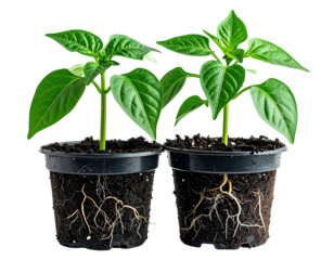 Two small pepper plants in dark-colored pots, showing roots and soil