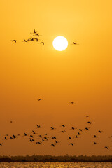 Beautiful Bird and Beautiful Life