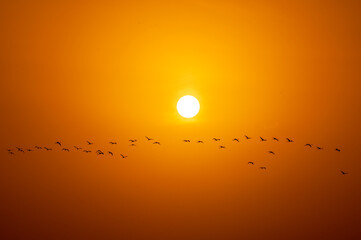 Beautiful Bird and Beautiful Life