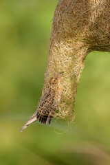 Beautiful Bird and Beautiful Life
