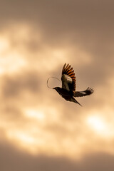 Beautiful Bird and Beautiful Life
