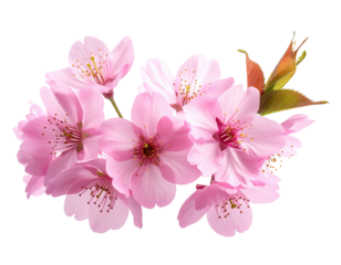 Delicate cluster of pastel pink cherry blossoms