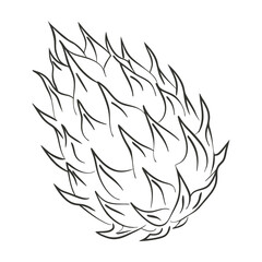 Pitaya fruit sketch. Outline illustration of prickly dragon fruit. Tropical fruit illustration.