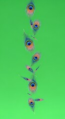 Vibrant peacock feathers gracefully cascade against a solid lime green backdrop, showcasing intricate patterns and colors.