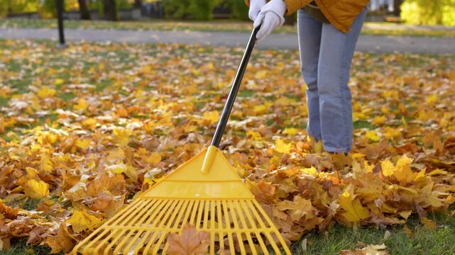 During a sunny autumn day, leaves fall from trees, creating a beautiful landscape. A person is raking colorful leaves in the park, cleaning up the area as winter approaches.