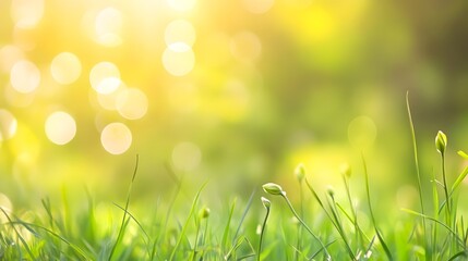 Fresh, vibrant green grass with tender shoots and a soft, golden sunrise glow.