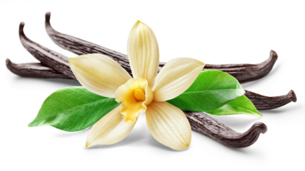 Vanilla flower with pods and leaves isolated on white background.