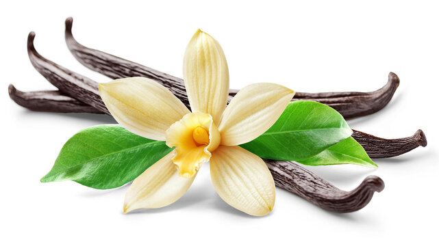 Vanilla flower with pods and leaves isolated on white background.