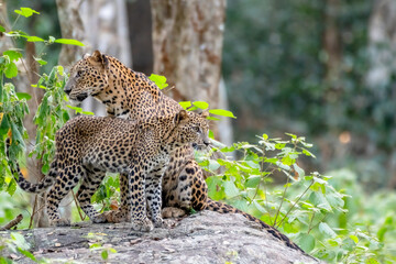 Leopard in srilanka 
