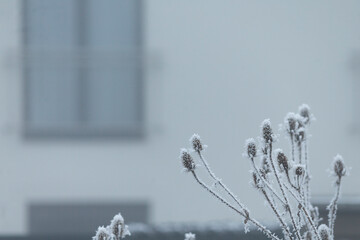 A snowy plant is positioned in front of a building, and there is a window visible in the background, creating an intriguing composition