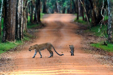 Leopard in srilanka 