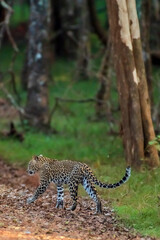 Leopard in srilanka 