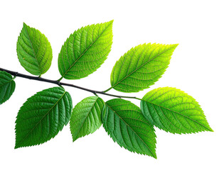 Obraz premium Close-up of vibrant green leaves on a branch