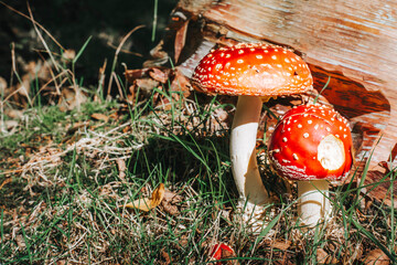 fly agaric amanita muscaria