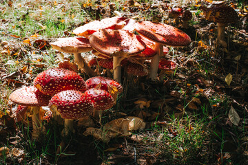 fly agaric mushroom in autumn forest