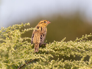 A Bobolink perched on top of a stand of Mugwort during fall migration