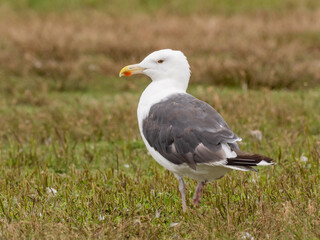 A Great Black-backed Gull molting into adult plumage