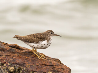 An adult Spotted Sandpiper in alternate, summer plumage perched up on a rock at the shoreline