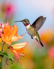 Hummingbird in flight near vibrant flowers