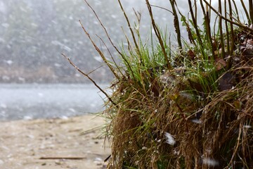 green moss on the ground covered with snow, on sandy beach closeup