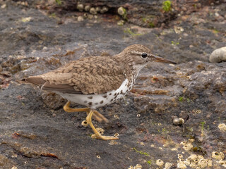 An adult Spotted Sandpiper in alternate, summer plumage searching for food on a rock at the shoreline