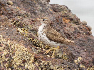 An adult Spotted Sandpiper in alternate, summer plumage searching for food on a rock at the shoreline