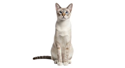 Isolated Beautiful Siamese Cat with Blue Eyes Sitting and Staring Ahead in a Studio Shot