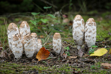 Shot of group of edible shaggy ink cap mushrooms in autumn forest
