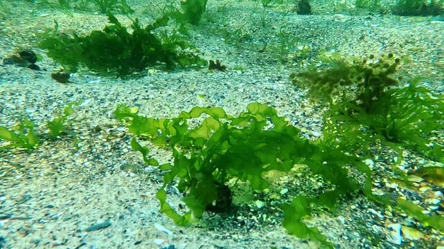 Underwater landscape of the Black Sea, green algae (Enteromorpha intestinalis) growing on small stones on the seabed