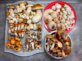 Top view to fresh raw colorful edible and tasty mushrooms in kitchen