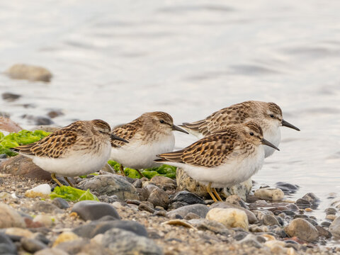 A small group of immature sandpipers roosting at the water's edge and comprising three Least Sandpipers and one Semipalmated Sandpiper